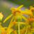Back of flower