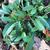 Basal leaves