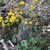 Full Form (Haywood County,NC)-Spring