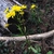 Form