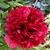 Fully double red flower