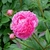 pink, double-flowered flower.