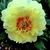 Yellow double flower with orange center.
