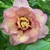 Apricot, semi-double with red flares at the base of the petals.