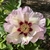 Pink semi-double, with red flares at the base of the petals.
