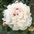 Fully double white flower with red streaks in the center.