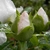 Flower buds with green sepals and white petals.