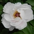 Semi-double white flower
