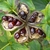 five follicles, open to reveal shiny brown seeds.