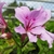 Pale pink flowers with 2 dorsal petals with pink lines.