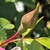 Bud