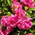Flower cluster