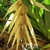 Bracts and male flowers