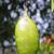 Unripe fruits