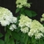 Conical panicles of white flowers