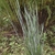 Panic Grass