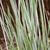 Panic Grass - Up Close Leaves