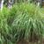 Panicum virgatum