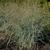 Panicum amarum