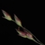 Purplish seed heads (Lambton, Toronto, ON)-Early Fall
