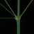 Stem and leaf attachment (Lambton, Toronto, ON)-Early Fall
