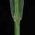 Leaf sheath and hairs (Lambton, Toronto, ON)-Early Fall