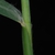 Leaf sheath and stem (Lambton, Toronto, ON)-Early Fall