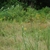 Panicle (Lambton, Toronto, ON)-Early Fall