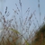 Form