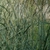 Form