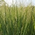 Form