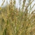 Aug. seed heads