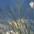 Seed heads in Aug.