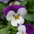 Viola tricolor Flower