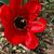 Tulipa fosteriana