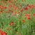 Papaver rhoeas