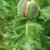 Leaves and flower bud
