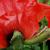 Back of flower