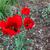 Tulipa fosteriana