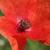 Close up of flower