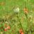 Papaver rhoeas fF