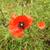 Red flower