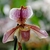 Form