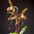 Form