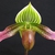 Form