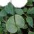 Stem Leaf