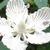 Close up of flower