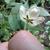 Back of flower