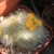 Small cerioid cactus with small yellow flowers.