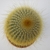 Small potted cerioid cactus with pale, thin spines.
